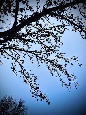 Laurel Creek Community Park