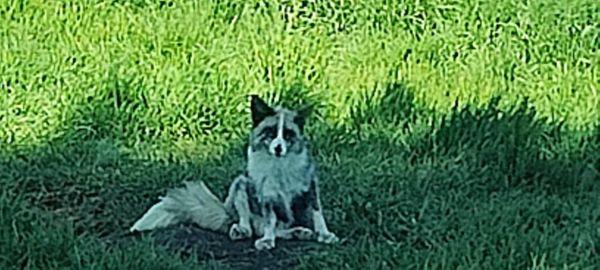 Yellowstone Safari Park