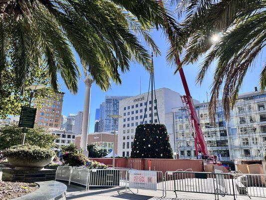 The 2024 Macy's Christmas tree is going up! 11/3/24