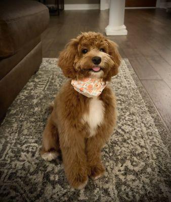 Goldendoodle puppy cut