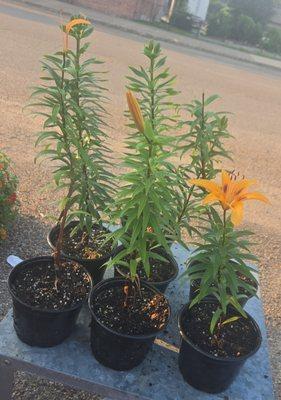 Bonaparte Mercantile