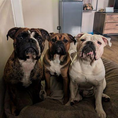 Old Red English Bulldogs Kennel