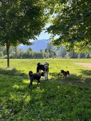 Three Forks Dog Park