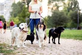 We love walking dogs in any weather!