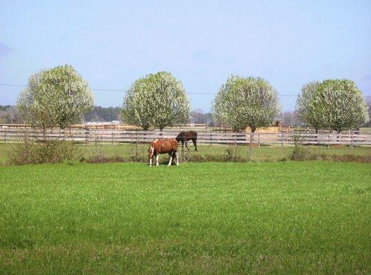 Crystal Aire Stables