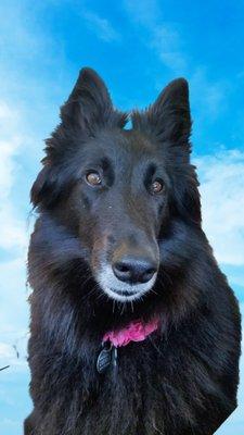 Surf City Pets and Friends