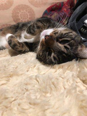 San Anselmo Animal Hospital