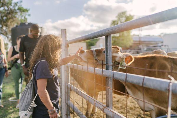 Join our herd share and pick up fresh raw milk weekly!