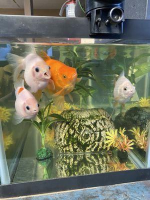 TYC Auto Service & Repair