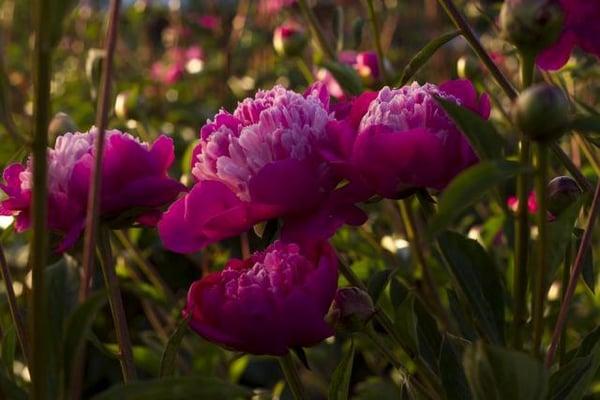 Brooks Gardens Peonies