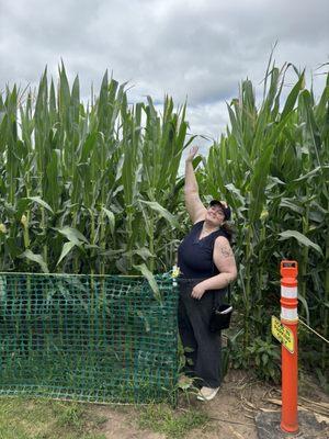 Field of Dreams Movie Site