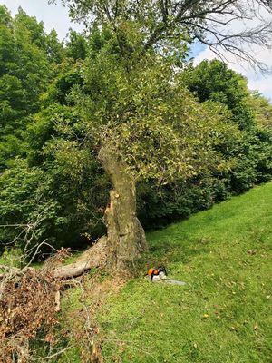 Tim’s Tree Service