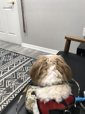 Villa Rosa Veterinary Hospital