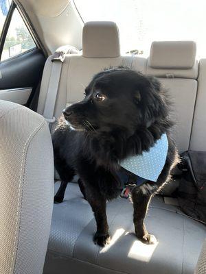 My blacklab/chihuahua mix baby