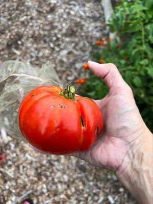 Sprout to Harvest - Garden Consulting