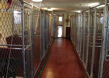 M & M Kennels