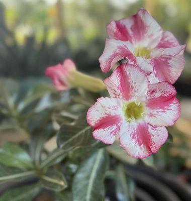 A Place in the Son Nurseries