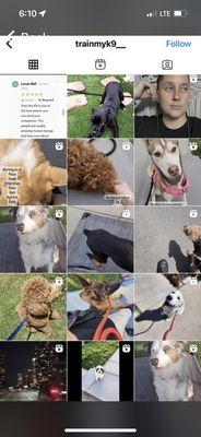 A Bit 2 Cute Dog Training