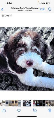 Avery Creek Pet Hospital