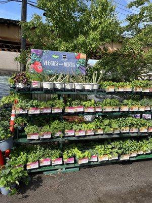 JC Licht Ace - Logan Square