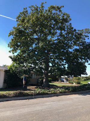 Peterson's Tree Care