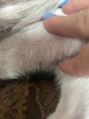 Groin cuts hard to see under hair