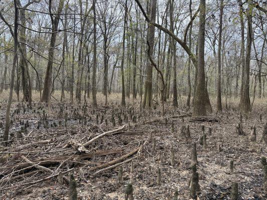 Harry Hampton Visitor Center