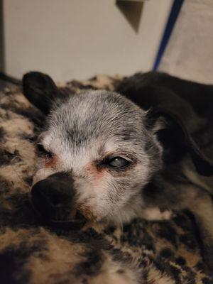 Juvo Veterinary Hospital