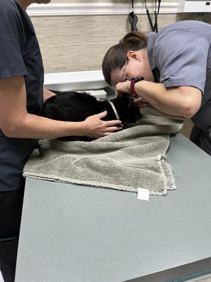 College Boulevard Animal Hospital