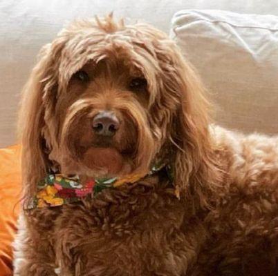 They make Cowboy very handsome at Barking Beauties!