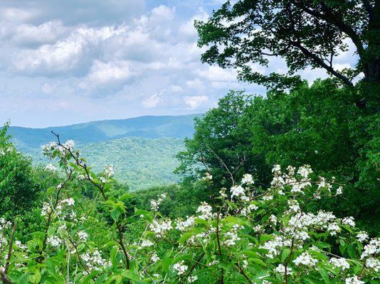 Tellico Walking Trail