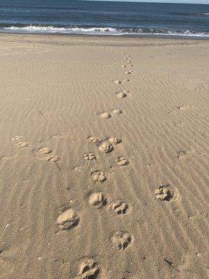 Beaches & Leashes  Animal Services