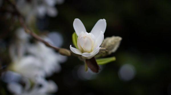 Inner Campfire Photography