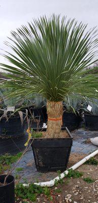 Far South Wholesale Nursery