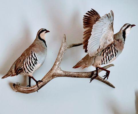Living Designs Taxidermy