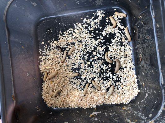 Counts from each "24 count container" SHORT