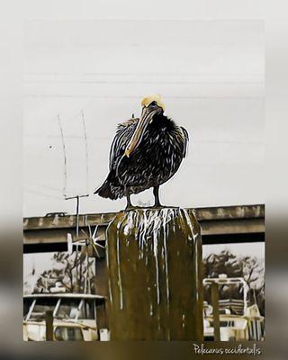 Right off US-17 Meet Stanley.. Was a cold day in January but the Energy was Beautiful #yelpjax