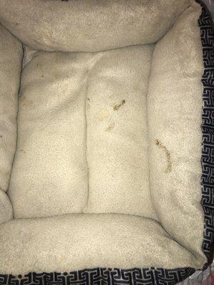 Haywood Road Pet Motel