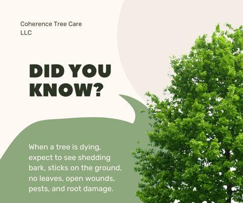Coherence Tree Care