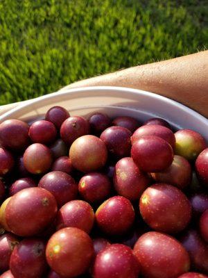 MJ's Gardens & Recreation Area