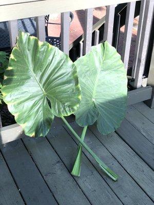 Maple City Florist & Ghse.