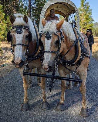 Pistols and Petticoats Carriage Co