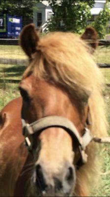 Washington Stables Pony Rides for Birthday Parties
