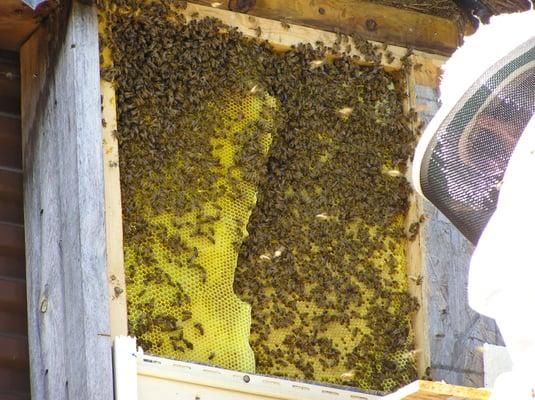 NC Bee Busters