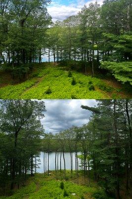 Roots and Canopy Solutions