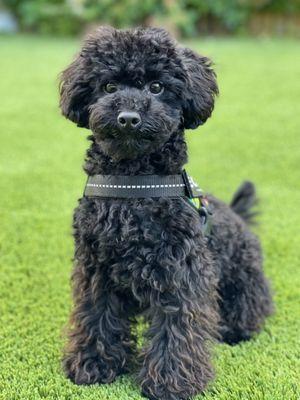 Happy Tails Holistic Pet Grooming
