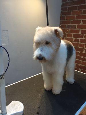 Canine Cuts On Wheels