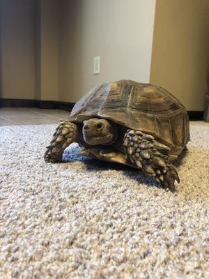 Country Pets and Ponds