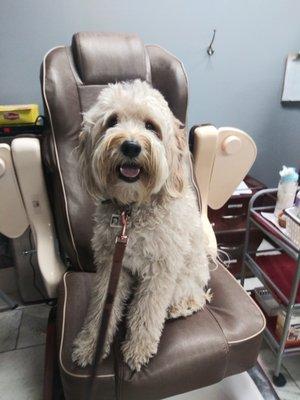 Happy Pet Care Services