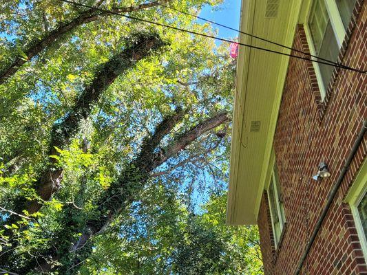 Hill's Tree Service